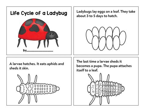 Printable Ladybug Life Cycle Worksheets For Preschool Ladybug Life Cycle Printables - Ladybug Life Cycle Printables