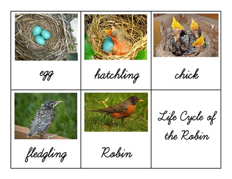 Printable Life Cycle Of A Bird Worksheets For Life Cycle Of A Bird - Life Cycle Of A Bird