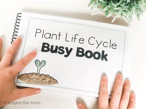 Printable Plant Life Cycle Busy Book Inspirethemom Com Life Cycle Of A Plant Booklet - Life Cycle Of A Plant Booklet