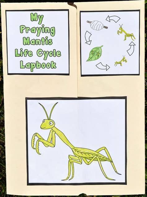 Printable Praying Mantis Life Cycle Lapbook Life With Praying Mantis Life Cycle Worksheet - Praying Mantis Life Cycle Worksheet