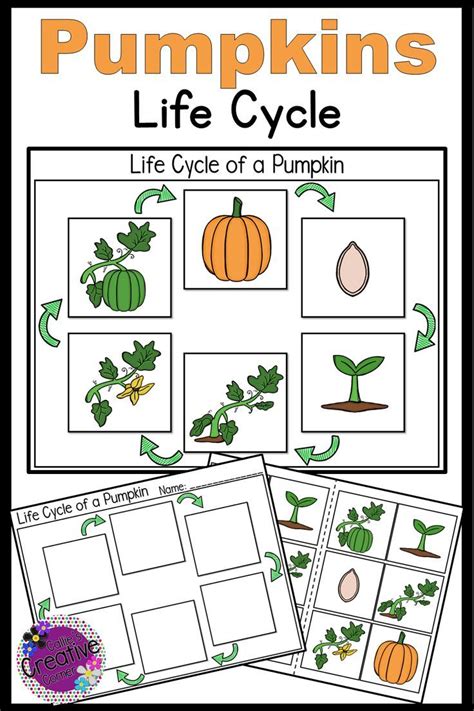 Printable Pumpkin Life Cycle Worksheets Messy Little Monster Life Cycle Of Pumpkins Worksheet - Life Cycle Of Pumpkins Worksheet