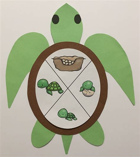 Printable Sea Turtle Life Cycle Flapbook Twinkl Usa Life Cycle Of A Turtle Printable - Life Cycle Of A Turtle Printable