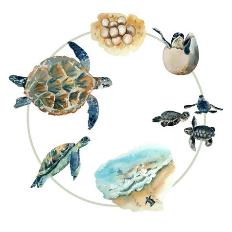 Printable Sea Turtle Life Cycle Posters Twinkl Usa Life Cycle Of A Turtle Printable - Life Cycle Of A Turtle Printable