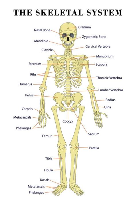 Printable Skeletal System Charts And Diagrams Printer Projects Printable Diagram Of The Skeletal System - Printable Diagram Of The Skeletal System