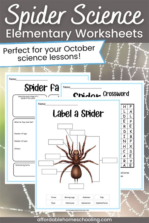 Printable Spider Science Activities For Elementary Grades Spider Science - Spider Science