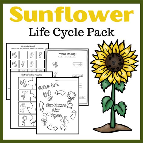 Printable Sunflower Life Cycle Activity Sunflower Life Cycle Worksheet - Sunflower Life Cycle Worksheet