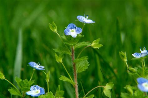 Problem Weeds Speedwell Bbc Gardeners World Magazine Weed With Tiny Blue Flowers - Weed With Tiny Blue Flowers