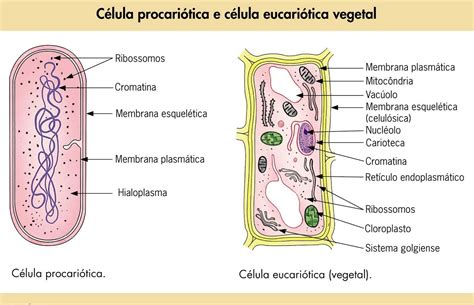 Procarionte E Eucarionte