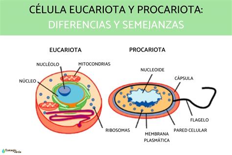 Procariota Y Eucariota