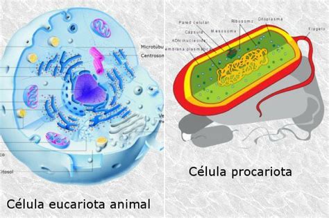 procariota - procariota y eucariota