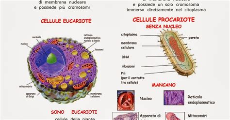 Procarioti Ed Eucarioti