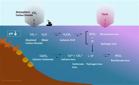 process of ocean acidification