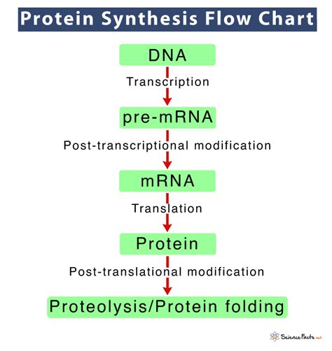 Process Of Protein Synthesis Flow Chart