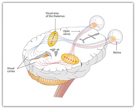 Process Of Vision Psychology