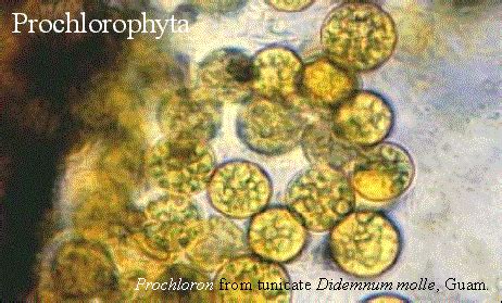 Prochlorophyta