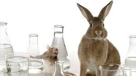 Procon Org Animal Testing