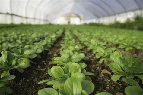produccion de hortalizas en invernaderos pdf