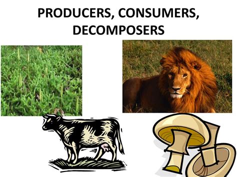Producers Consumers Amp Decomposers In An Ecosystem Overview Producer Consumer Decomposer Worksheet Middle School - Producer Consumer Decomposer Worksheet Middle School