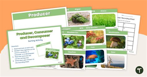 Producers Consumers And Decomposers Teach Starter Producer Consumer Decomposer Worksheet Middle School - Producer Consumer Decomposer Worksheet Middle School