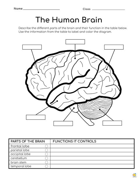 Product Mathdbase Com The Brain Worksheet - The Brain Worksheet