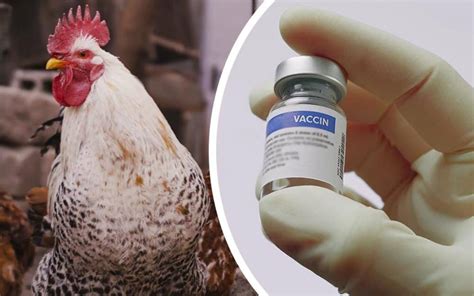 Programme De Vaccination Poulet De Chair Filetype