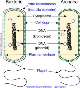 prokaryota celler arkeer  samt bakterier