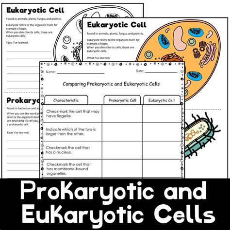 Prokaryote Vs Eukaryote Worksheet Prokaryotic And Eukaryotic Cells Worksheet Answers - Prokaryotic And Eukaryotic Cells Worksheet Answers