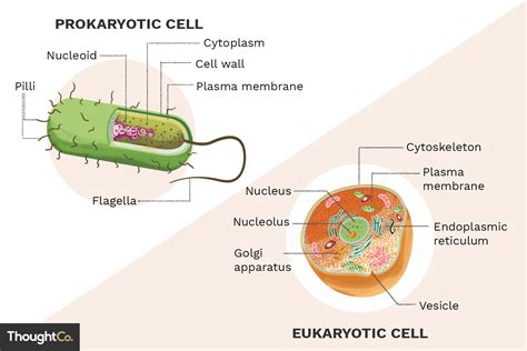 Prokaryotes Vs Eukaryotes