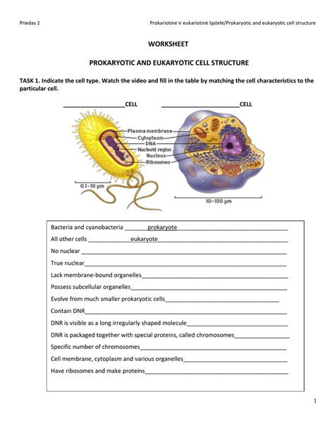Full Download Prokaryotes Bacteria Worksheet Answers 