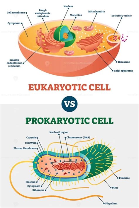 Prokaryotic And Eukaryotic Cells Video Khan Academy Prokaryotic Cells Vs Eukaryotic Cells Worksheet - Prokaryotic Cells Vs Eukaryotic Cells Worksheet