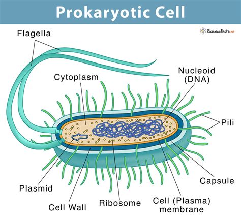 Prokaryotic Cell Diagram And Facts Prokaryotic And Eukaryotic Cells Worksheet Answers - Prokaryotic And Eukaryotic Cells Worksheet Answers