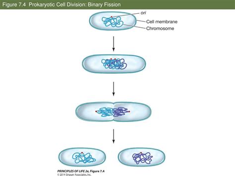 Prokaryotic Cell Division