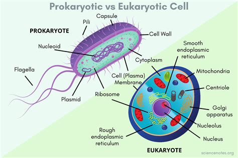 Prokaryotic Vs Eukaryotic Cells Similarities And Differences Prokaryotic Cells Vs Eukaryotic Cells Worksheet - Prokaryotic Cells Vs Eukaryotic Cells Worksheet