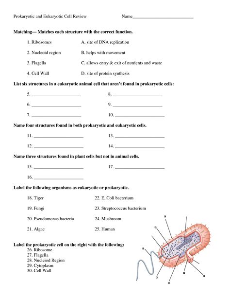 Read Online Prokaryotic And Eukaryotic Cells Lab Answers 