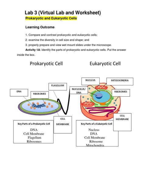 Read Online Prokaryotic And Eukaryotic Cells Lab Answers 