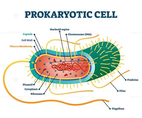Full Download Prokaryotic Cells Core 