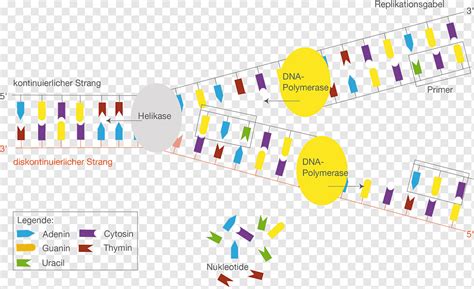promoter dna replication