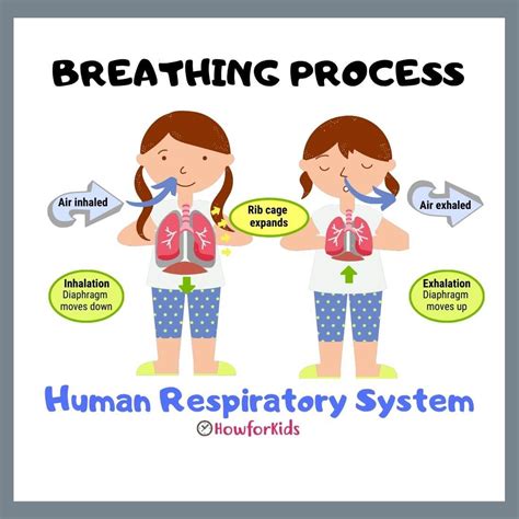 Promoting Success Respiratory System For Kids 5th And Body Systems Crossword Puzzle Answer Key - Body Systems Crossword Puzzle Answer Key
