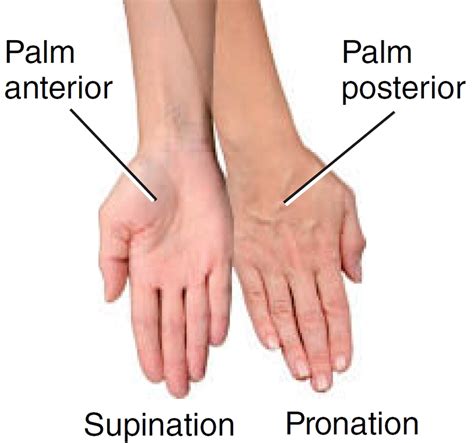 Pronation Anatomy