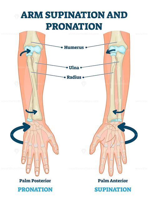 Pronation Of Hand