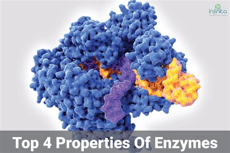 Properties Of Enzymes