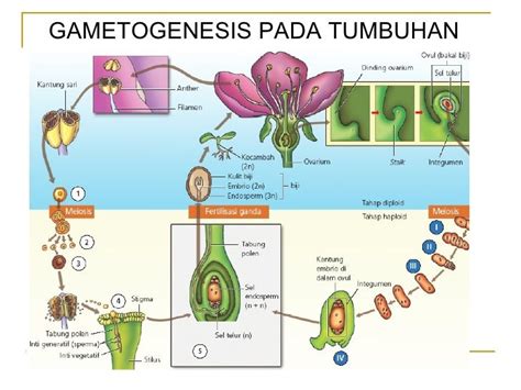 proses gametogenesis pada tumbuhan