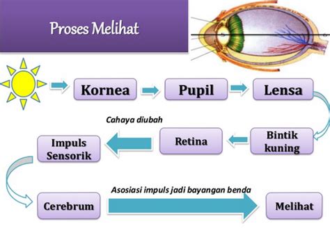 proses melihat | Pokant Takaq Tenggarong Indonesia nh gi Tripadvisor