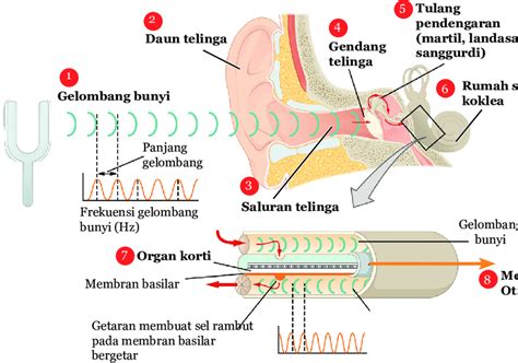 proses mendengar | Proses konstruksi restorasi diharapkan mencakup 9 langkah