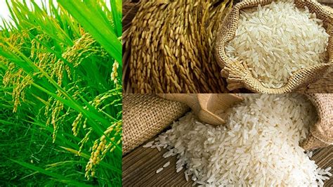 proses padi menjadi nasi