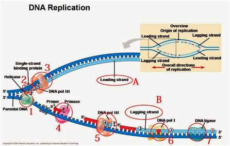 Proses Replikasi Dna