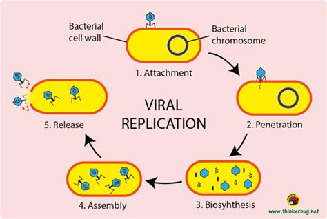 Proses Replikasi Virus