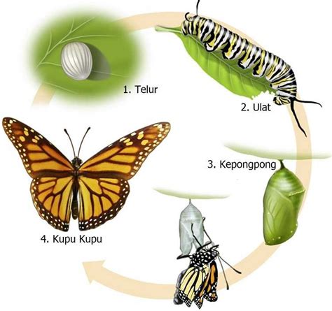 proses ulat menjadi kupu kupu