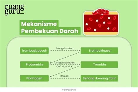 PROSES PEMBEKUAN DARAH - Proses Pembekuan Darah , Seperti Apa?