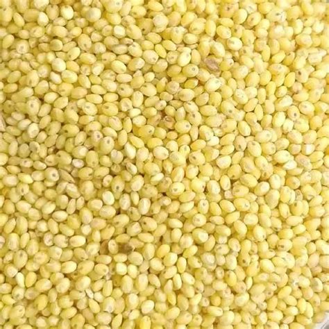 Proso Millet In Marathi